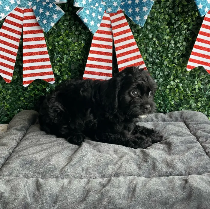Female Cavapoo puppy named Justice for sale at Puppy Dreams - West Little Rock.