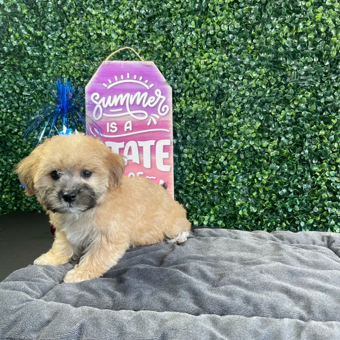 Female Yochon puppy named Omelette for sale at Puppy Dreams - West Little Rock.