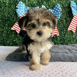 Female Morkie puppy named Patriot for sale at Puppy Dreams - West Little Rock.