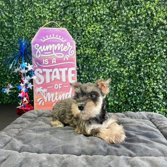 Female Mini Schnauzer puppy named Jam for sale at Puppy Dreams - West Little Rock.