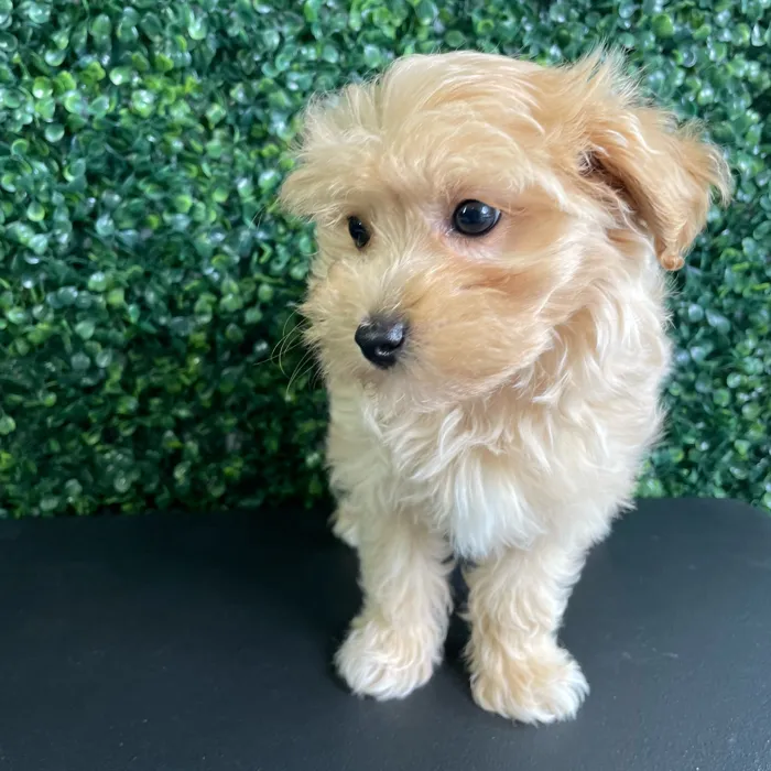 Female Maltipoo puppy named Malibu for sale at Puppy Dreams - West Little Rock.