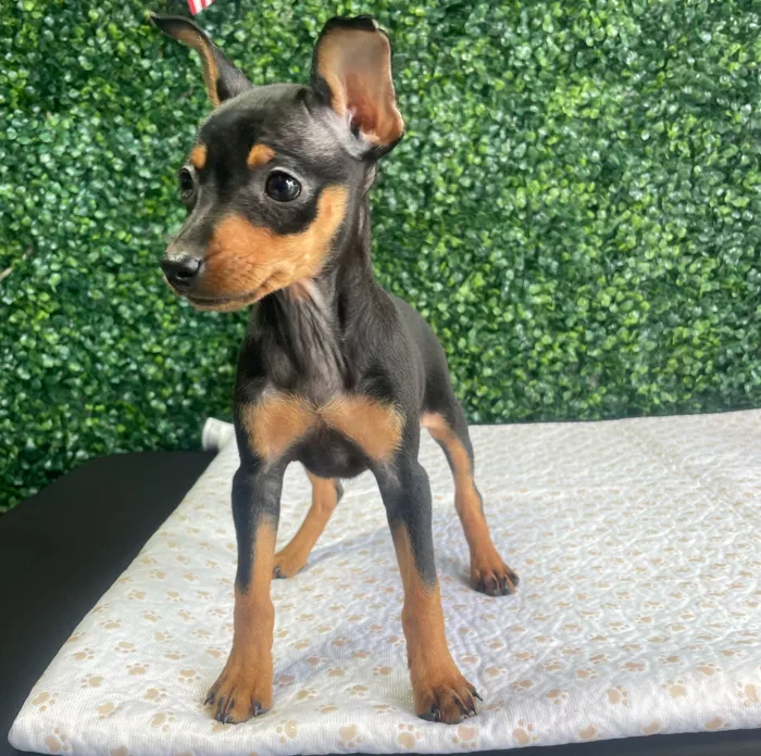 Female Min Pin puppy named Peggy for sale at Puppy Dreams - West Little Rock.