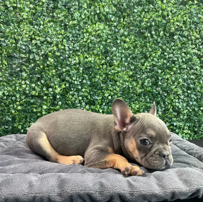 Male French Bulldog puppy named Marc for sale at Puppy Dreams - West Little Rock.