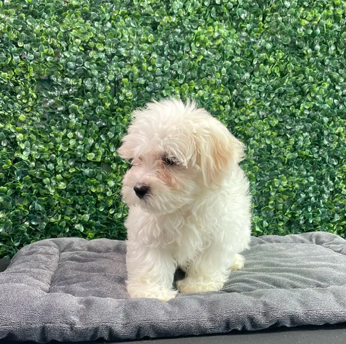 Female Maltese puppy named Chanel for sale at Puppy Dreams - West Little Rock.