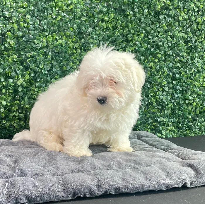 Male Maltese puppy named Grrberry for sale at Puppy Dreams - West Little Rock.