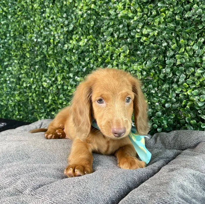 Male Dachshund puppy named Bugs for sale at Puppy Dreams - West Little Rock.