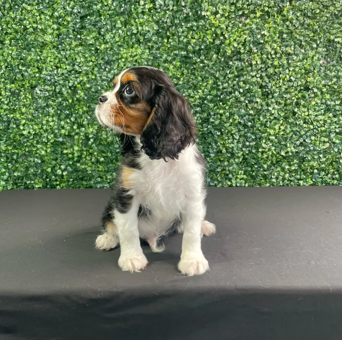 Male Cavalier King Charles Spaniel puppy named Coleslaw for sale at Puppy Dreams - West Little Rock.
