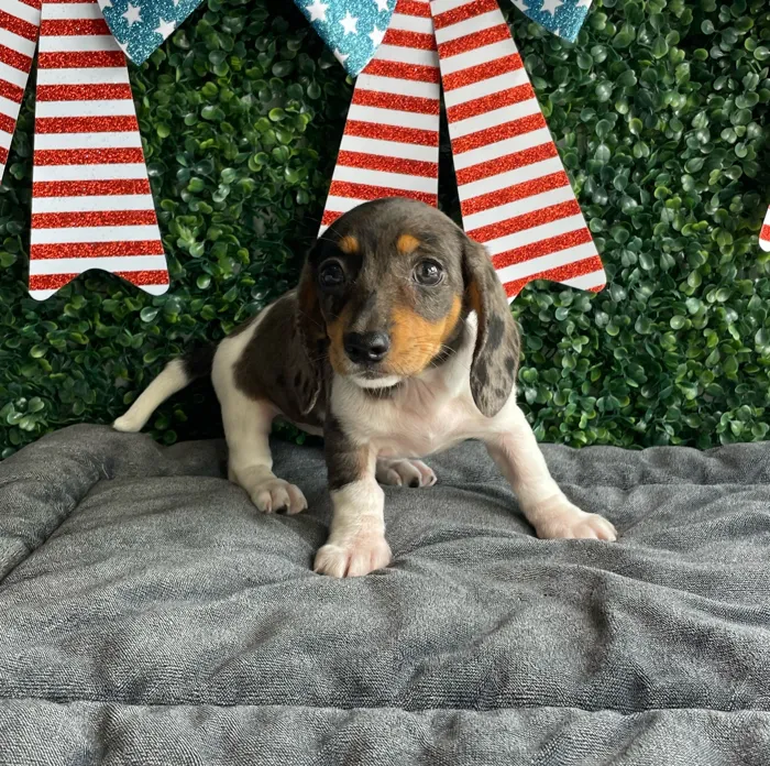 Female Dachshund puppy named Star for sale at Puppy Dreams - West Little Rock.