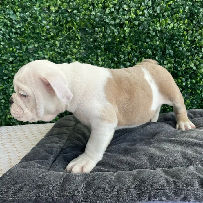 Male English Bulldog puppy named Donut for sale at Puppy Dreams - West Little Rock.