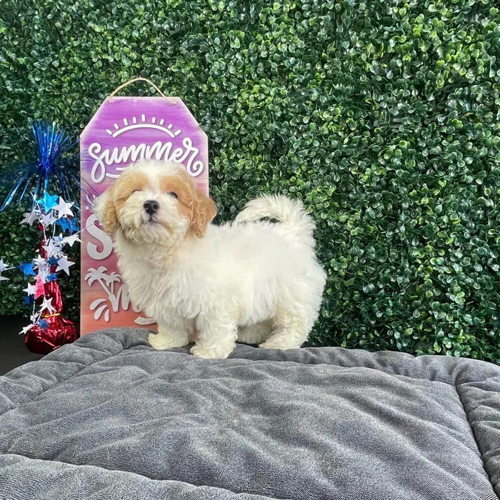 Male Bichon-Poodle puppy named Butter for sale at Puppy Dreams - West Little Rock.