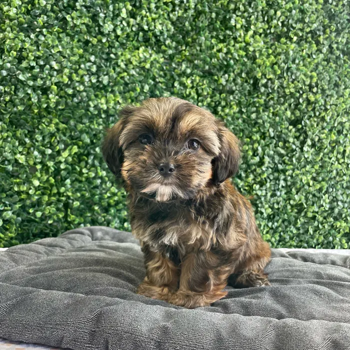 Female Shorkie puppy named Nutella for sale at Puppy Dreams - West Little Rock.