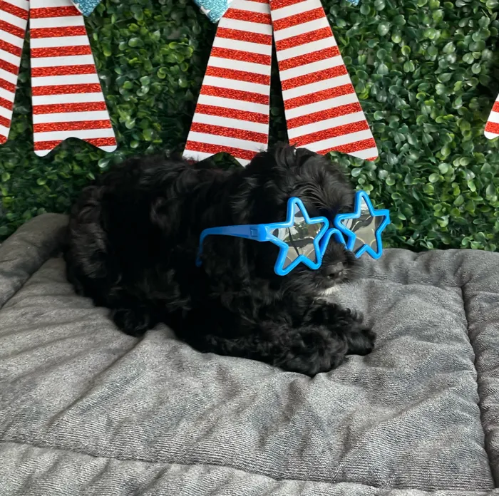 Female Cavapoo puppy named Justice for sale at Puppy Dreams - West Little Rock.