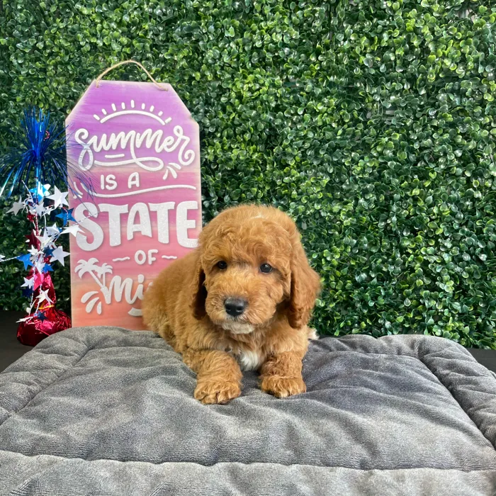 Male Mini Goldendoodle puppy named Bacon for sale at Puppy Dreams - West Little Rock.