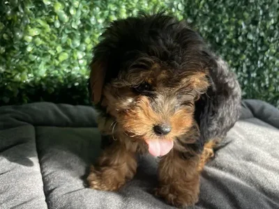 Female Yorkie-Poo Puppy for Sale in Little Rock, AR