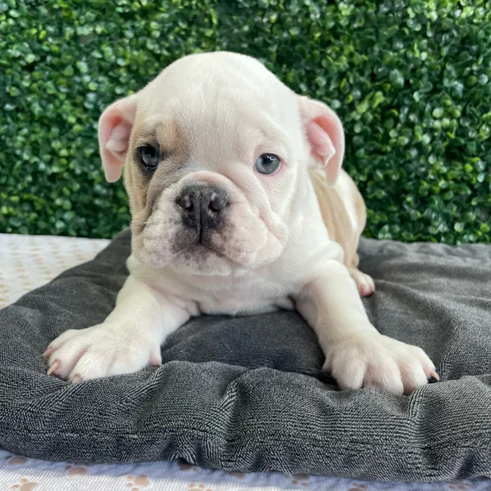 Male English Bulldog puppy named Donut for sale at Puppy Dreams - West Little Rock.