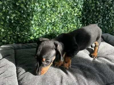 Female Dachshund Puppy for Sale in Little Rock, AR