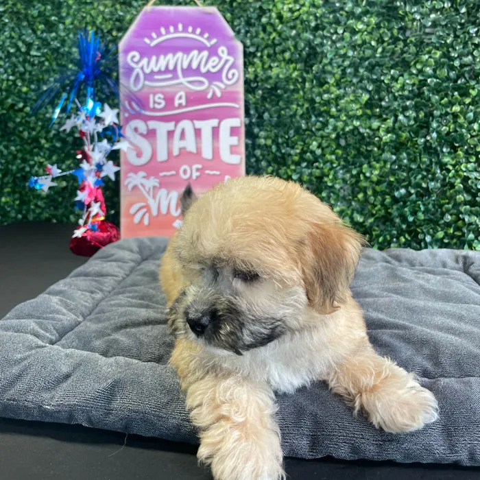Female Yochon puppy named Omelette for sale at Puppy Dreams - West Little Rock.