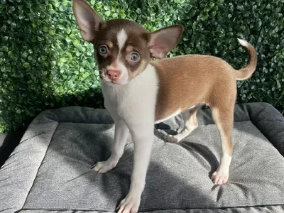 Female Chihuahua Puppy for Sale in Little Rock, AR