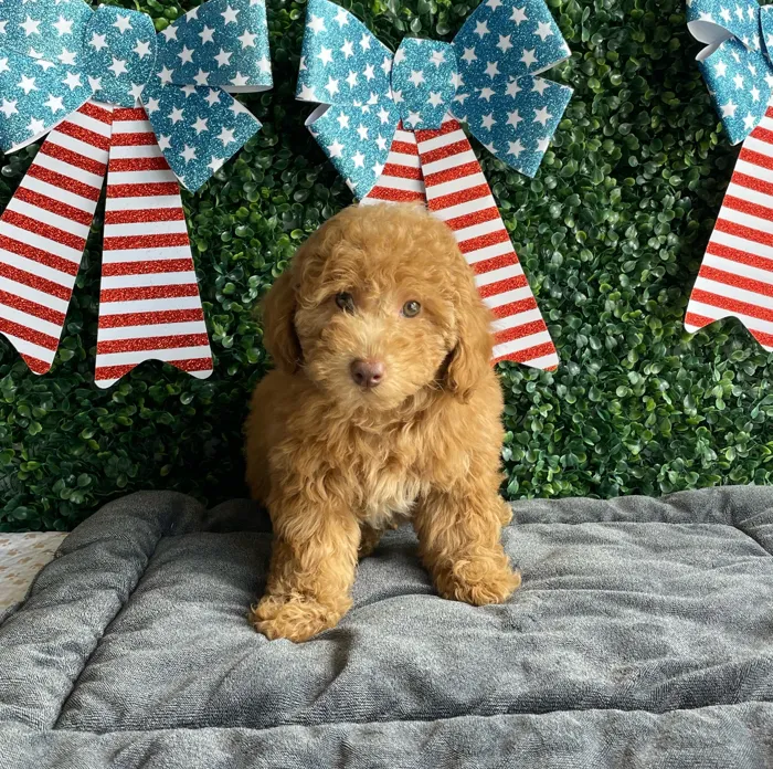 Male Mini Poodle puppy named Liberty for sale at Puppy Dreams - West Little Rock.