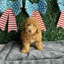 Male Mini Poodle puppy named Liberty for sale at Puppy Dreams - West Little Rock.