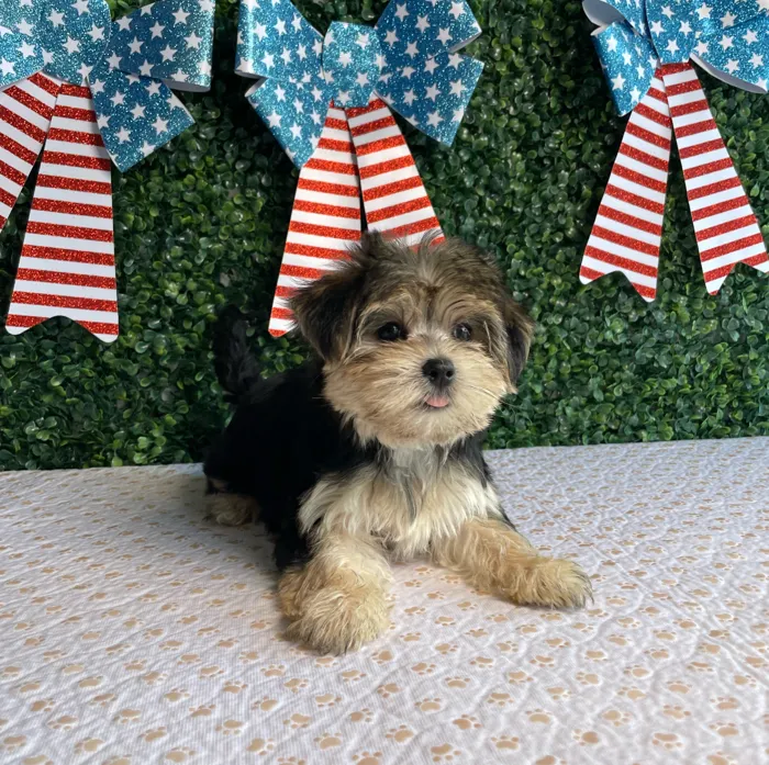 Female Morkie puppy named Patriot for sale at Puppy Dreams - West Little Rock.
