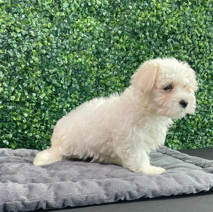 Female Maltese puppy named Chanel for sale at Puppy Dreams - West Little Rock.