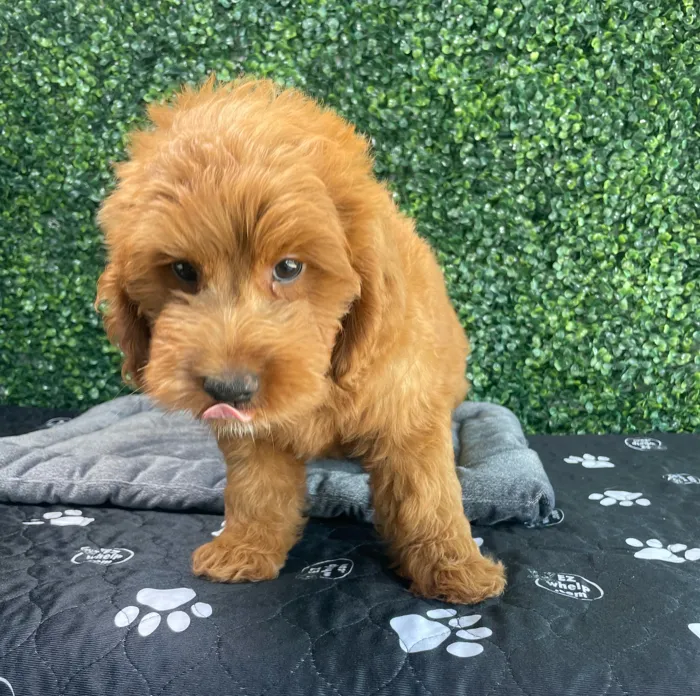 Male Goldendoodle puppy named Porky for sale at Puppy Dreams - West Little Rock.