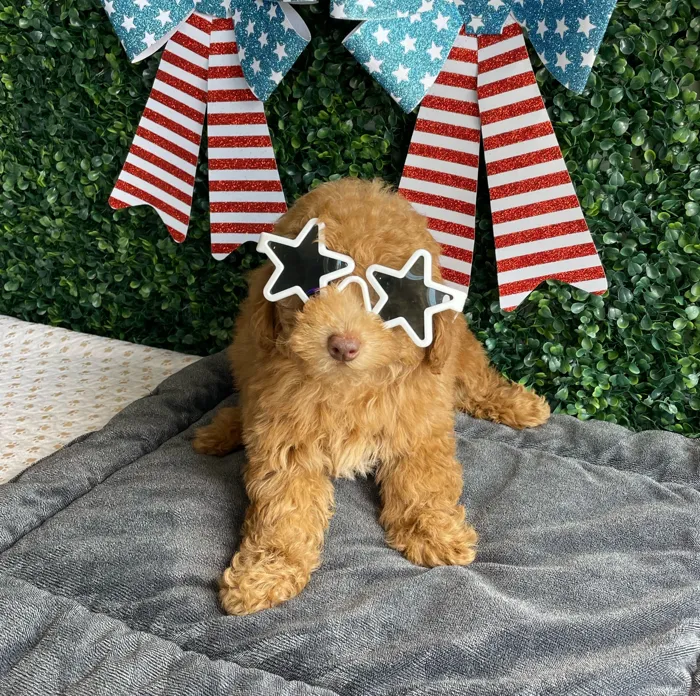 Male Mini Poodle puppy named Liberty for sale at Puppy Dreams - West Little Rock.