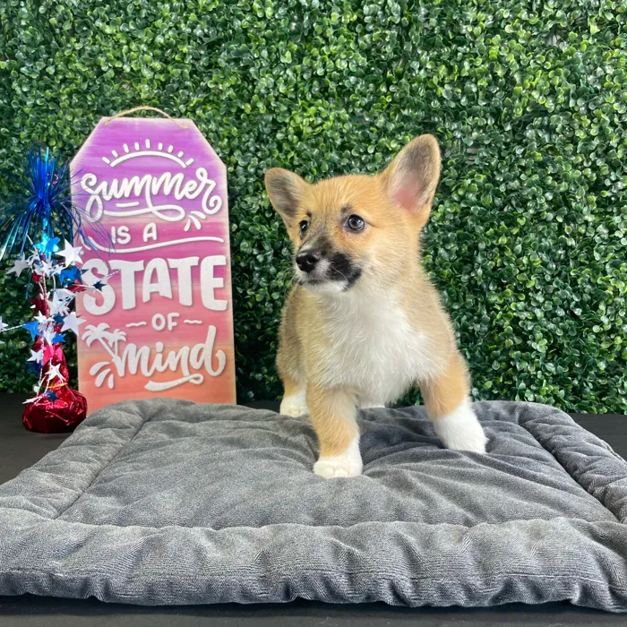Male Pembroke Welsh Corgi puppy named Loaf for sale at Puppy Dreams - West Little Rock.