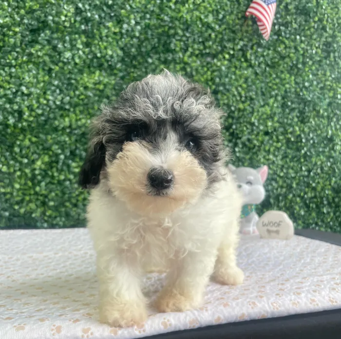 Male Mini Poodle puppy named Otis for sale at Puppy Dreams - West Little Rock.