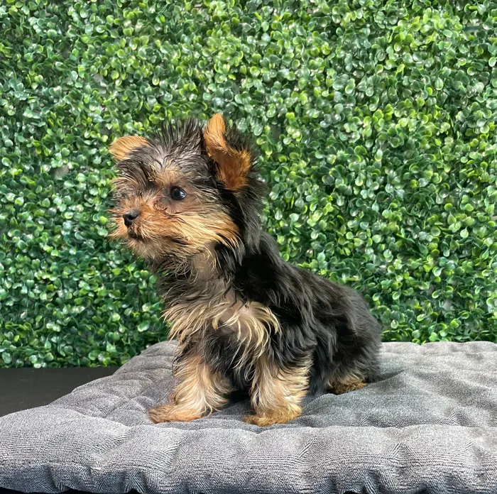 Female Yorkie puppy named Prada for sale at Puppy Dreams - West Little Rock.
