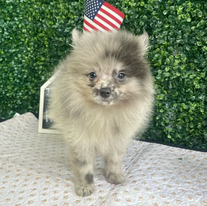 Male Pomeranian puppy named Floyd for sale at Puppy Dreams - West Little Rock.