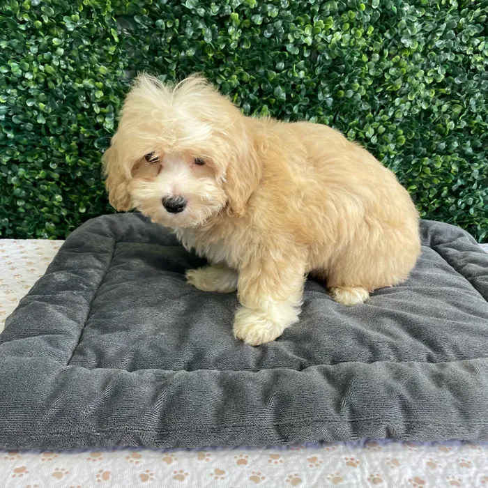 Male Bichon-Poodle puppy named Danish for sale at Puppy Dreams - West Little Rock.