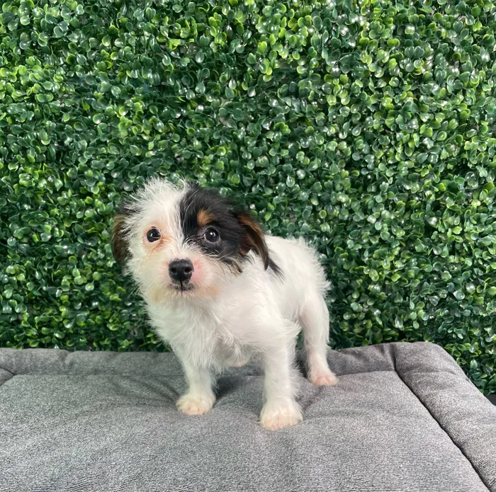 Male Yorkie-Chihuahua-Maltese Mix puppy named Baked Bean for sale at Puppy Dreams - West Little Rock.