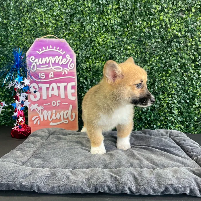 Male Pembroke Welsh Corgi puppy named Loaf for sale at Puppy Dreams - West Little Rock.