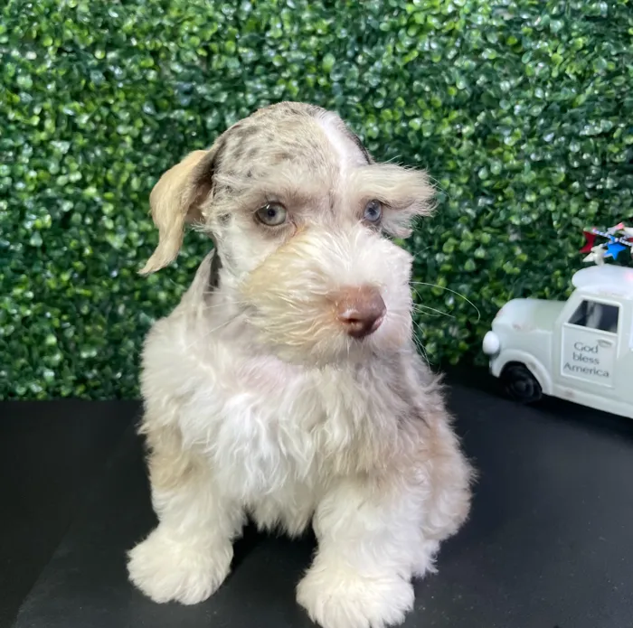 Male Mini Schnauzer puppy named Brazil for sale at Puppy Dreams - West Little Rock.