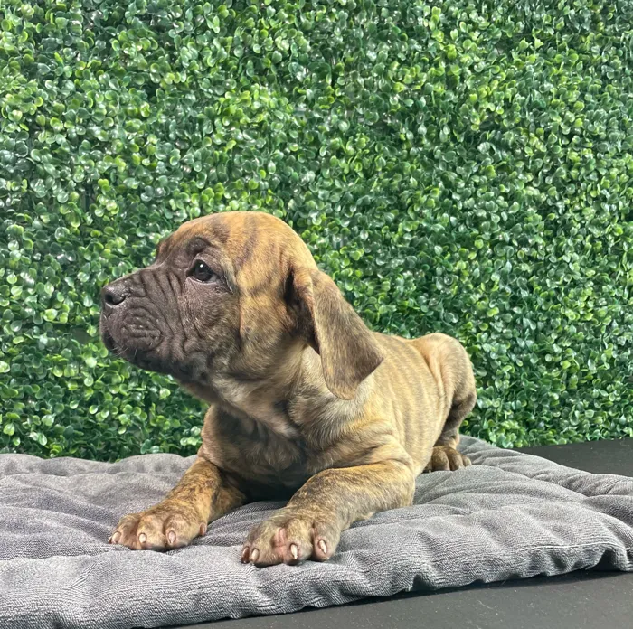Female Cane Corso puppy named Porche for sale at Puppy Dreams - West Little Rock.