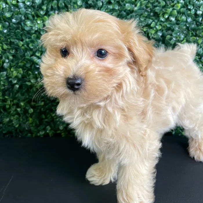 Female Maltipoo puppy named Malibu for sale at Puppy Dreams - West Little Rock.