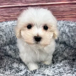 car_main_img_/media/ap_media/pets/WZWBYRPZUGQG145259.webp.250x250_q85.webp