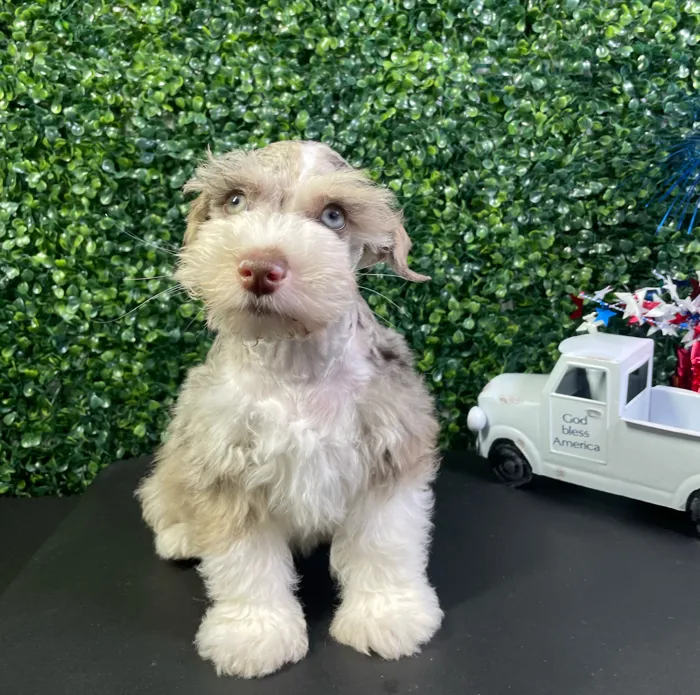 Male Mini Schnauzer puppy named Brazil for sale at Puppy Dreams - West Little Rock.