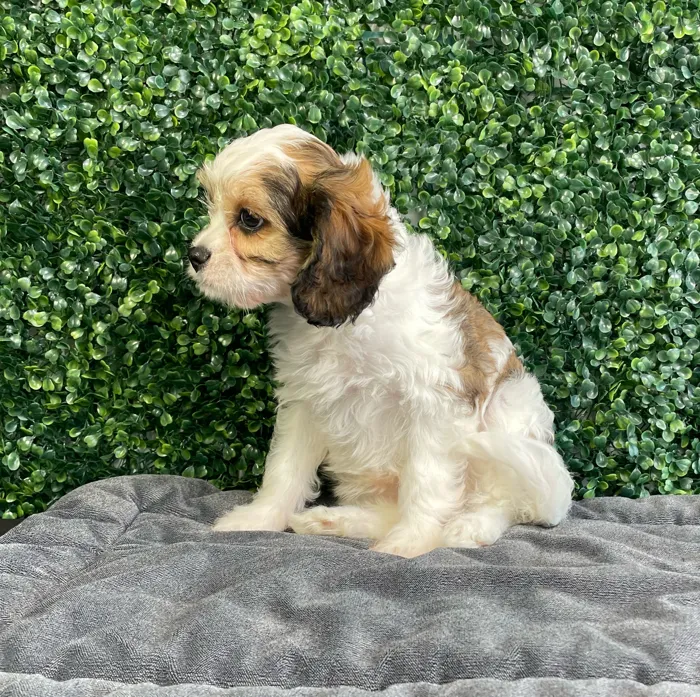 Female Cavachon puppy named Peaches for sale at Puppy Dreams - West Little Rock.
