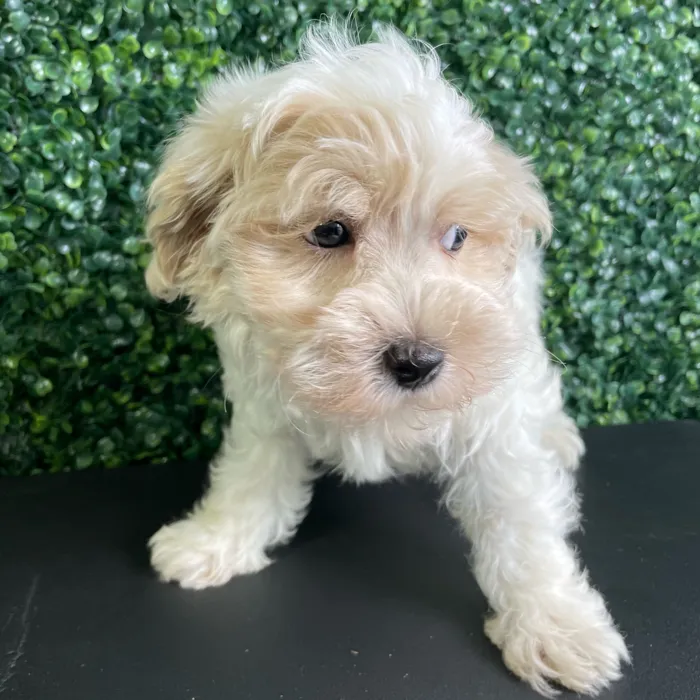 Male Maltipoo puppy named Rome for sale at Puppy Dreams - West Little Rock.