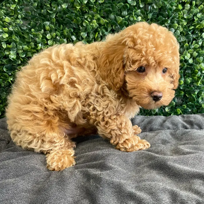 Male Cockapoo puppy named Bart for sale at Puppy Dreams - West Little Rock.