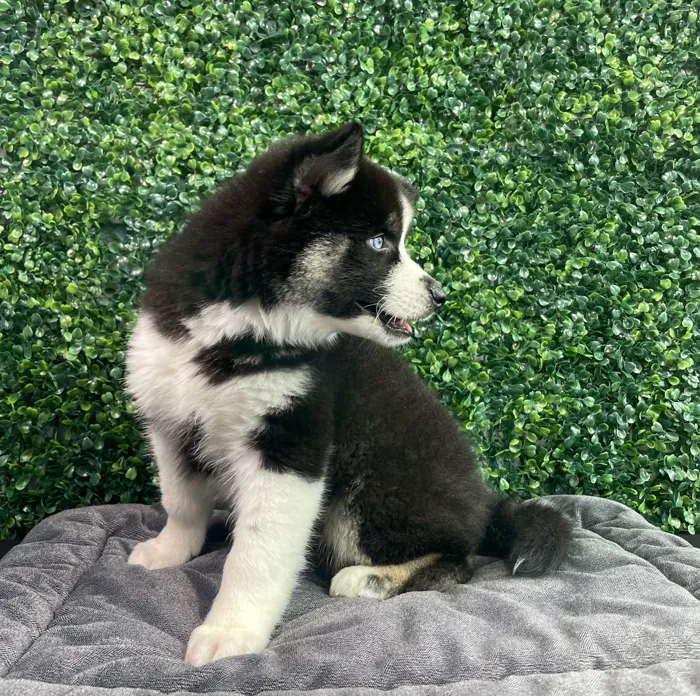 Male Alaskan Klee Kai puppy named Michowl Kors for sale at Puppy Dreams - West Little Rock.