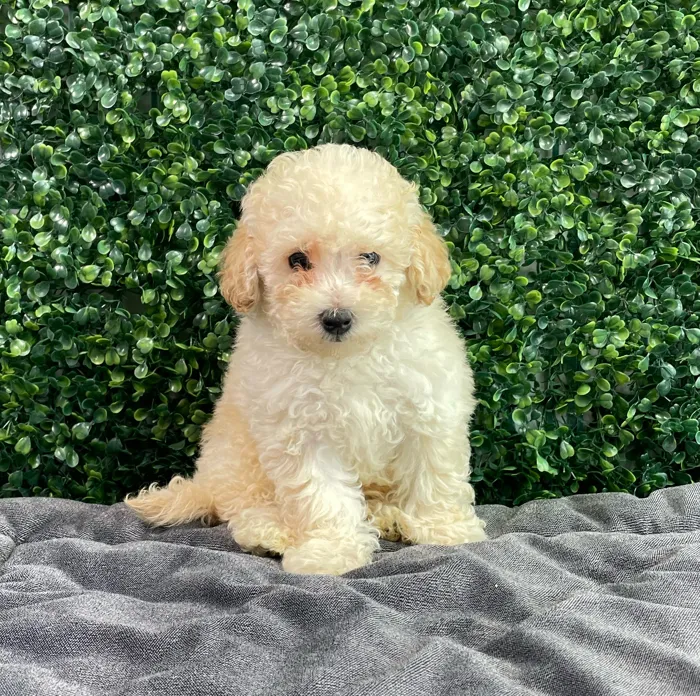 Male Maltipoo puppy named Dolce for sale at Puppy Dreams - West Little Rock.
