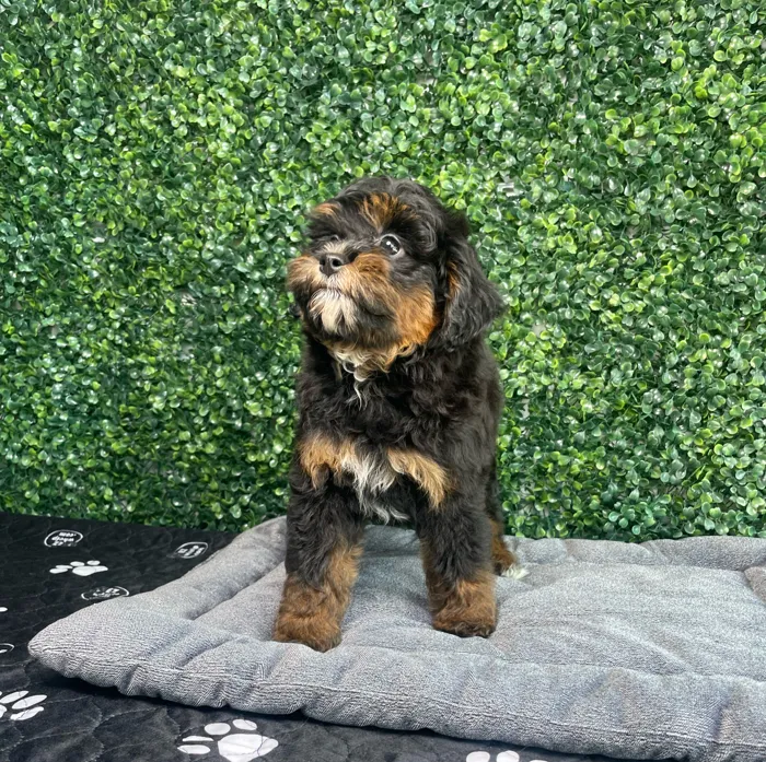 Female Bernedoodle Mini puppy named Lola for sale at Puppy Dreams - West Little Rock.