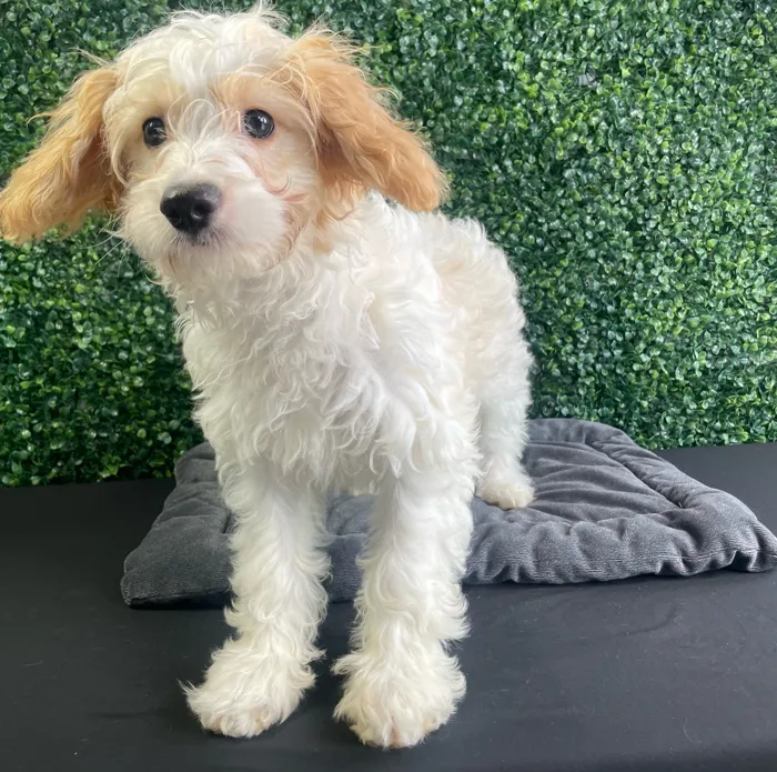 Male Cockapoo puppy named Bluebell for sale at Puppy Dreams - West Little Rock.