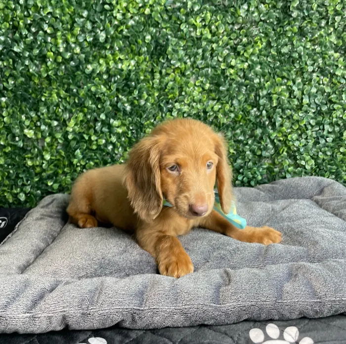 Male Dachshund puppy named Bugs for sale at Puppy Dreams - West Little Rock.