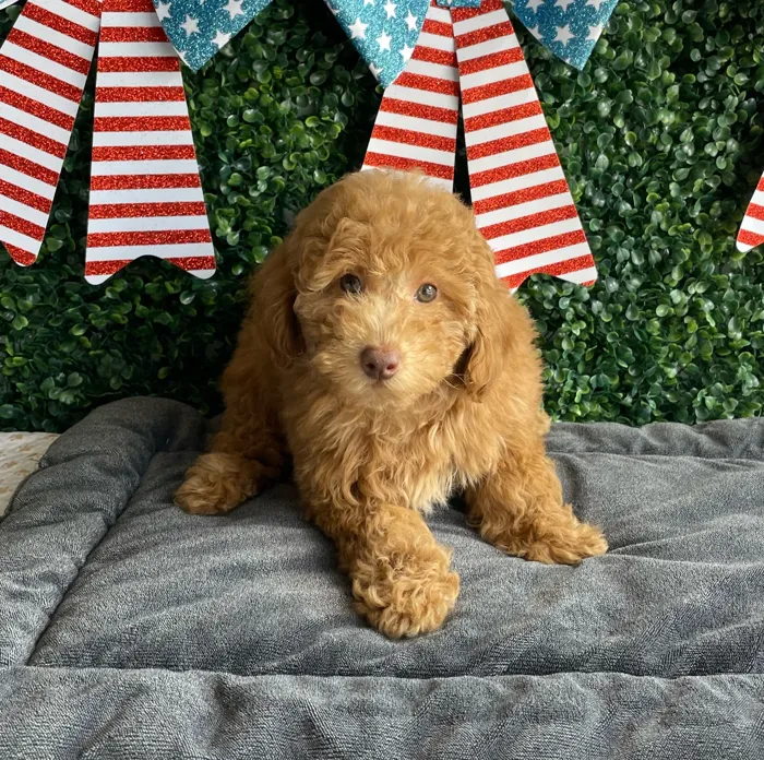 Male Mini Poodle puppy named Liberty for sale at Puppy Dreams - West Little Rock.