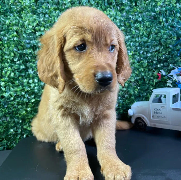 Female Golden Retriever puppy named Bali for sale at Puppy Dreams - West Little Rock.